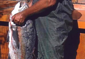 Mosselkraker by Blousloep